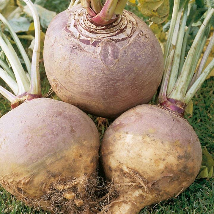 Брюква. Посадка и уход