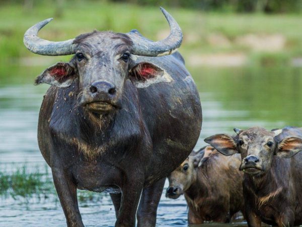 Буйвол