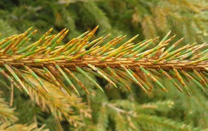 Бурое шютте пихты