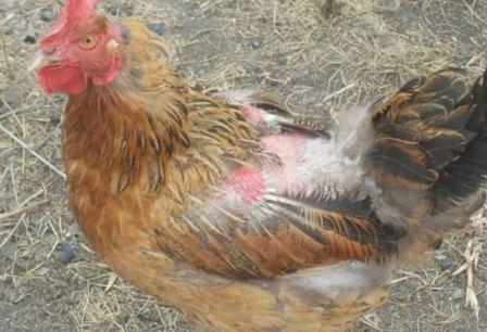 Чем обработать курятник от блох и вшей