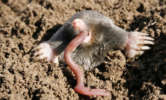 Чем питаются кроты в лесу