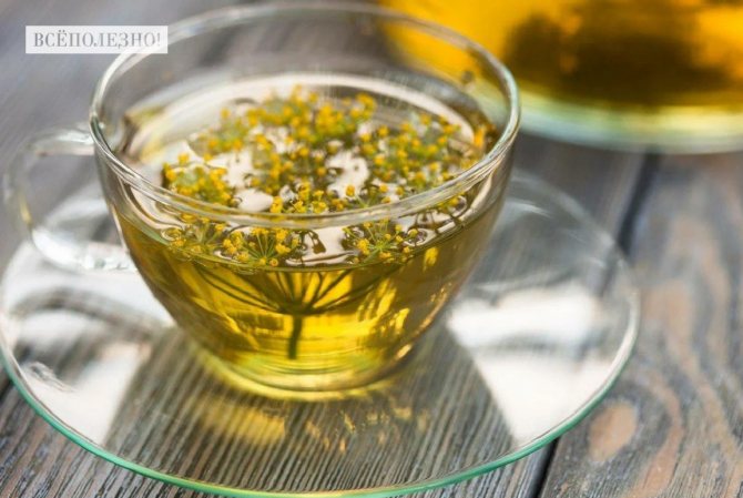 Чем полезен укропный отвар