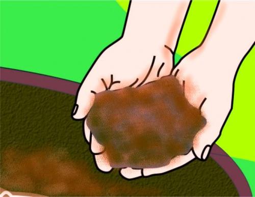 Что посадить под грушей. Как сделать клумбу под деревом