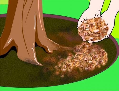 Что посадить под грушей. Как сделать клумбу под деревом