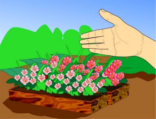 Что посадить под грушей. Как сделать клумбу под деревом