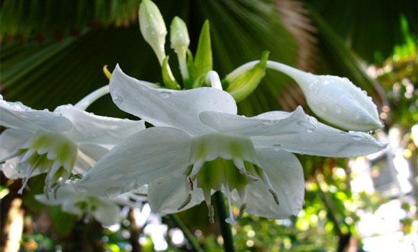 цветок Эухарис