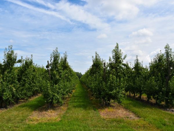 Допустимое расстояние между грушами