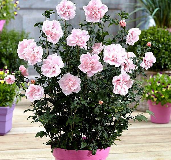 древовидный гибискус садовый фото