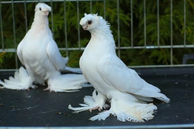 двухчубые голуби