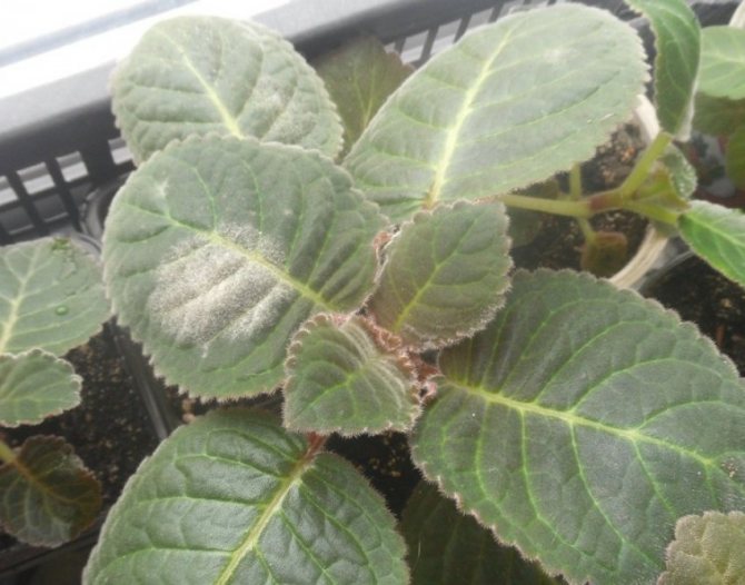 Фитофтороз у глоксинии