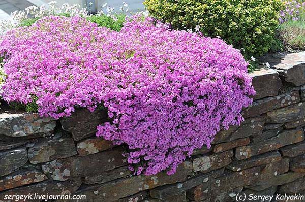 флокс шиловидный