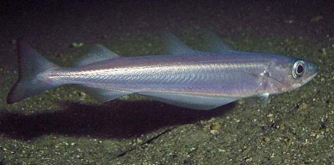 Где водиться рыба путассу