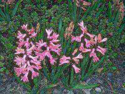 гиацинты лучшие сорта