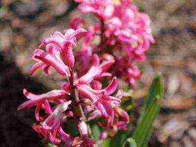 гиацинты лучшие сорта