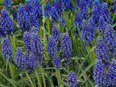 гиацинты лучшие сорта