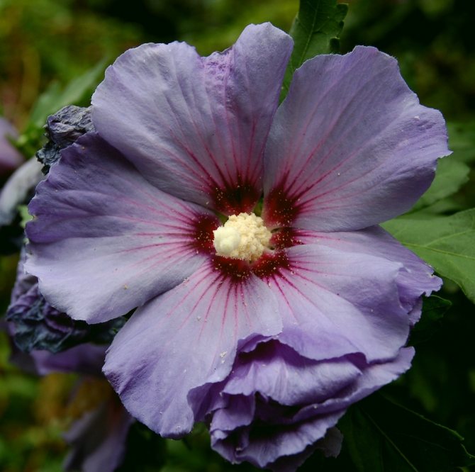 гибискус сирийский