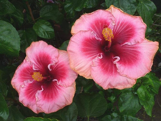 гибискус сирийский