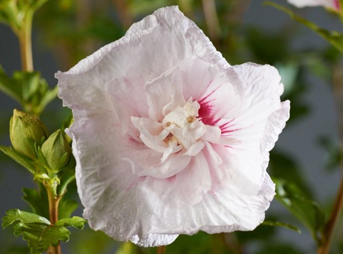 гибискус сирийский