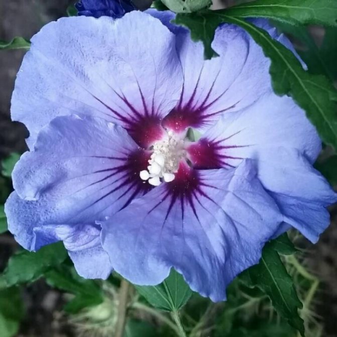 гибискус сирийский