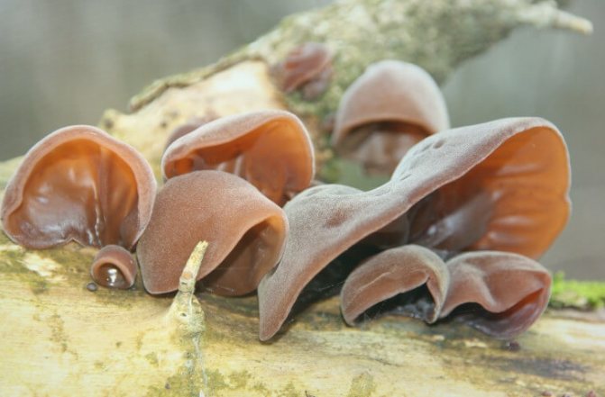 Грибы Муэр – нежный секрет восточной кухни