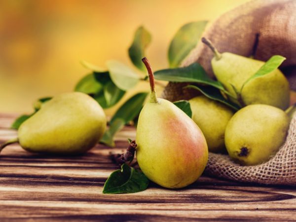 Характеристика груши сорта Самарская красавица