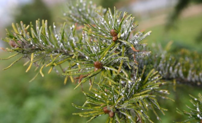 Хермес на пихте