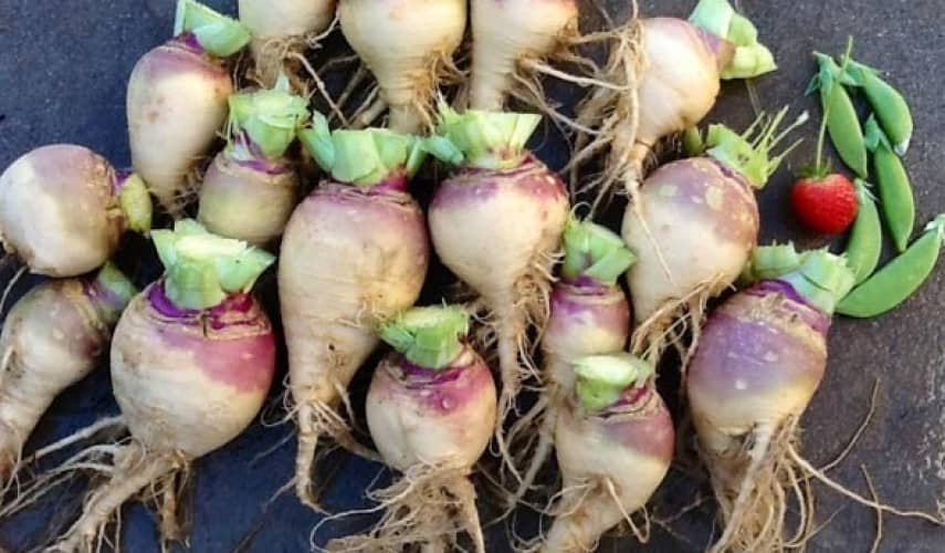 Хранение брюквы