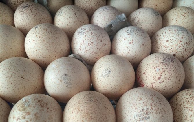 Инкубация индюшиных яиц