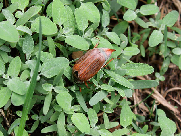 Как бороться с майским хрущом в саду
