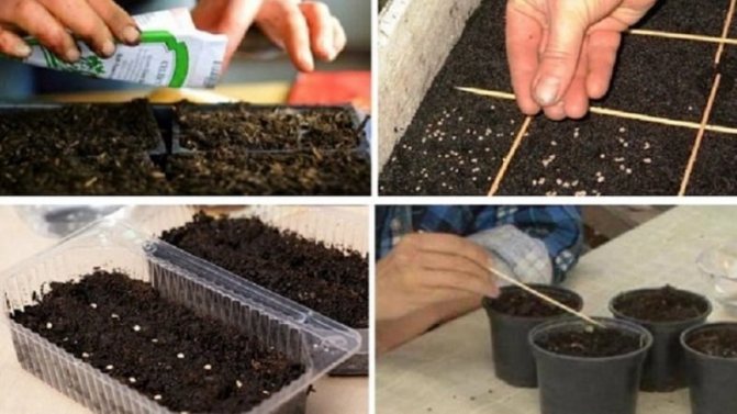 Как и когда высевать базилик на рассаду - сроки, условия и правила