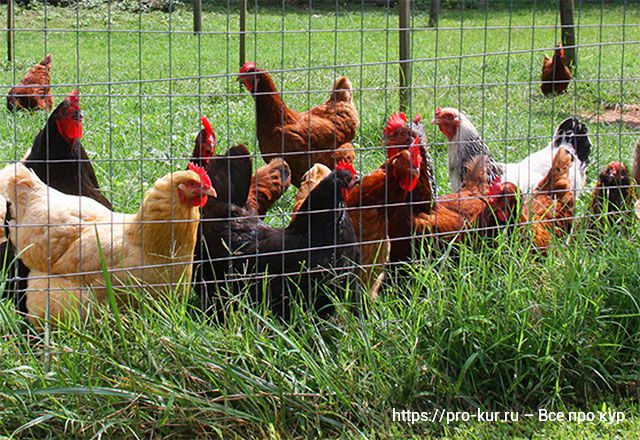 Как определить, какие курицы несутся, а какие – нет?