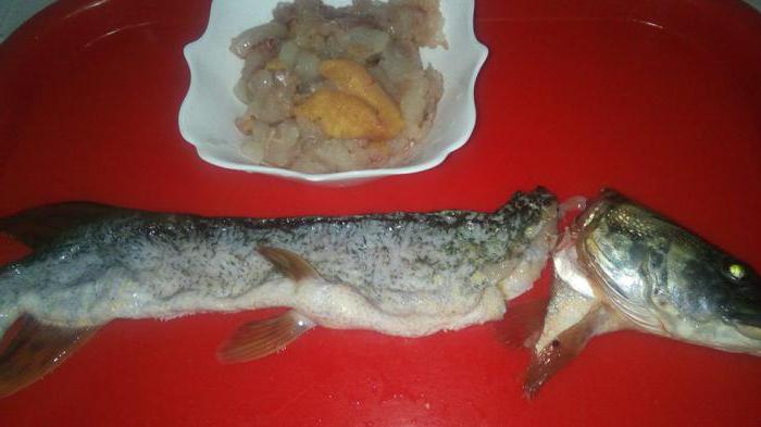 как правильно снять шкуру со щуки