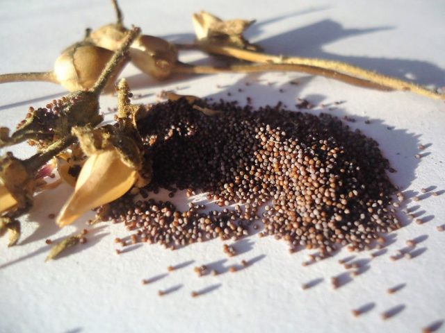 Как правильно собрать семена петунии: время и правила сбора советы