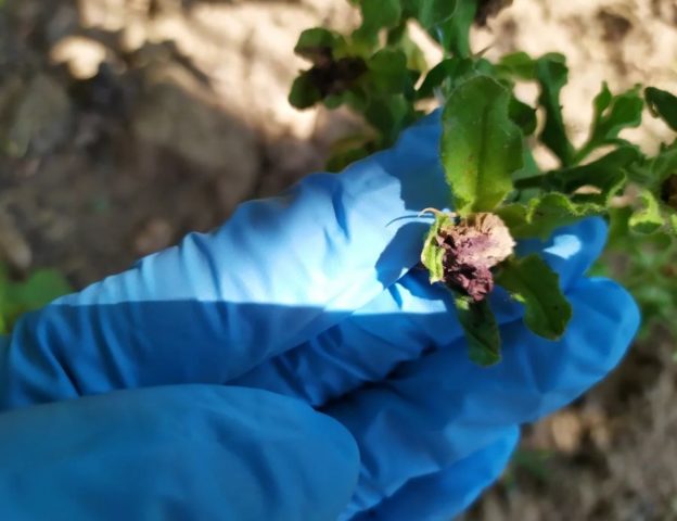 Как правильно собрать семена петунии: время и правила сбора советы