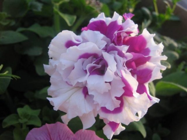 Как правильно собрать семена петунии: время и правила сбора советы