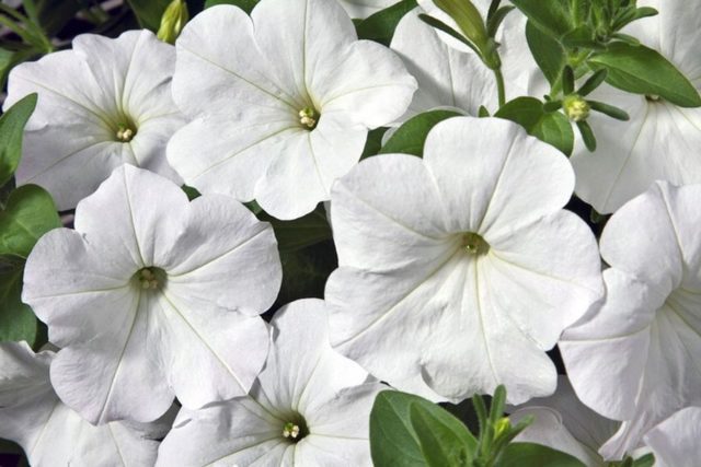 Как правильно собрать семена петунии: время и правила сбора советы