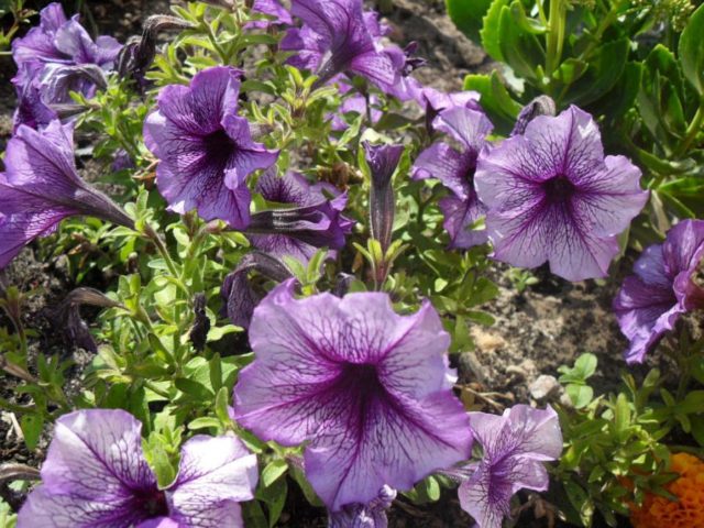 Как правильно собрать семена петунии: время и правила сбора советы