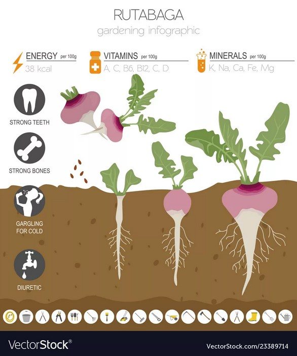 Как растёт брюква