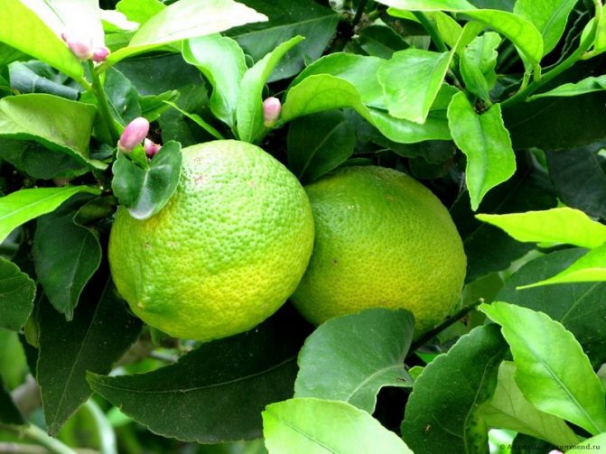 Как выглядит лайм