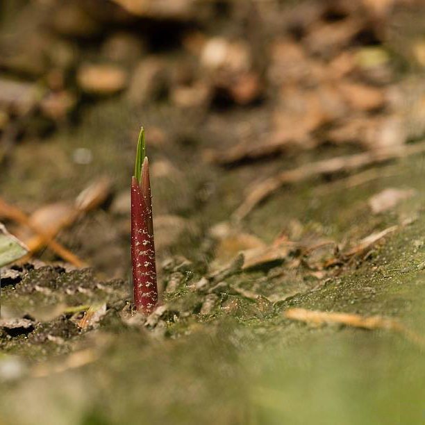 Как выглядят ростки ацидантеры