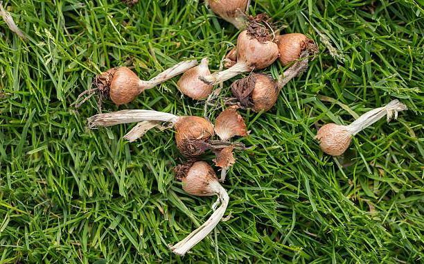 Как выкопать ацидантеру