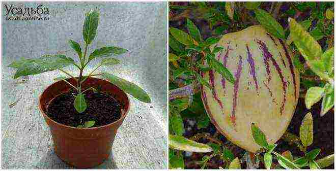 какие фрукты можно выращивать в домашних условиях