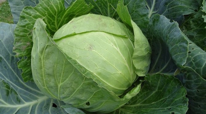Капуста сорта Мегатон