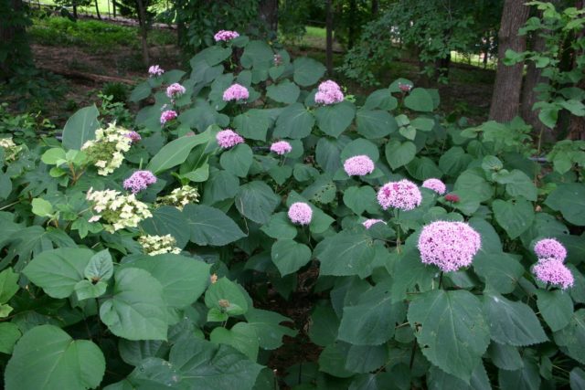 Клеродендрум Бунге: фото и уход