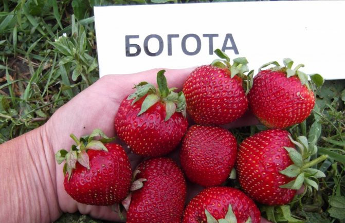 Клубника Богота: описание сорта и выращивание в саду