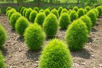 Кохия - летний кипарис