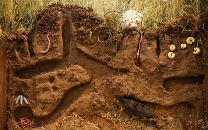 Крот роет до 20 метров туннеля в день.