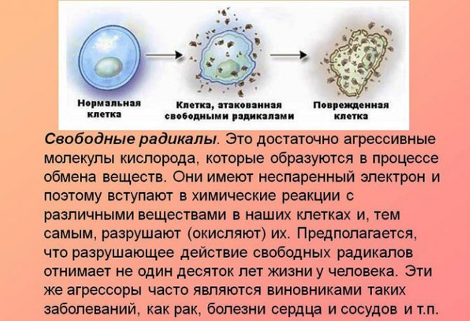 Кунжутная халва. Польза и вред, калорийность, БЖУ. Рецепты в домашних условиях
