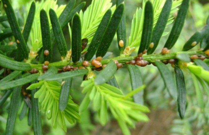 Ложнощитовка пихты