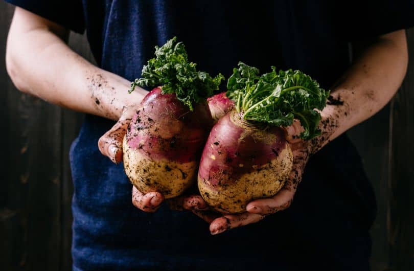 Лучшие сорта брюквы